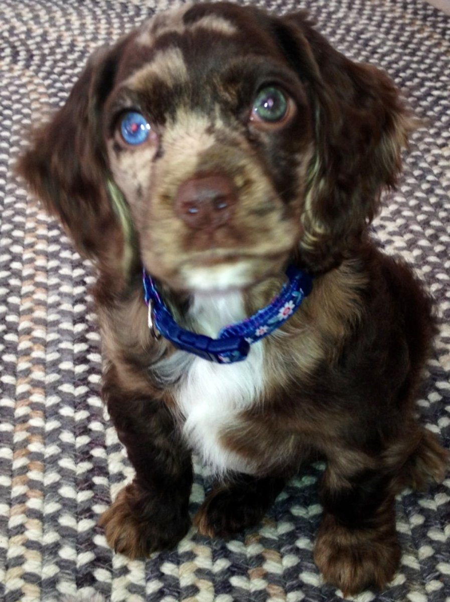 Грудь уши спаниеля