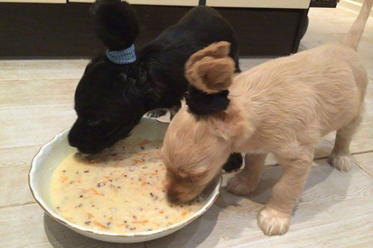 Уши кокер спаниеля