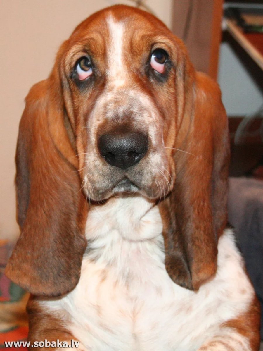 Кокер спаниель короткошерстный