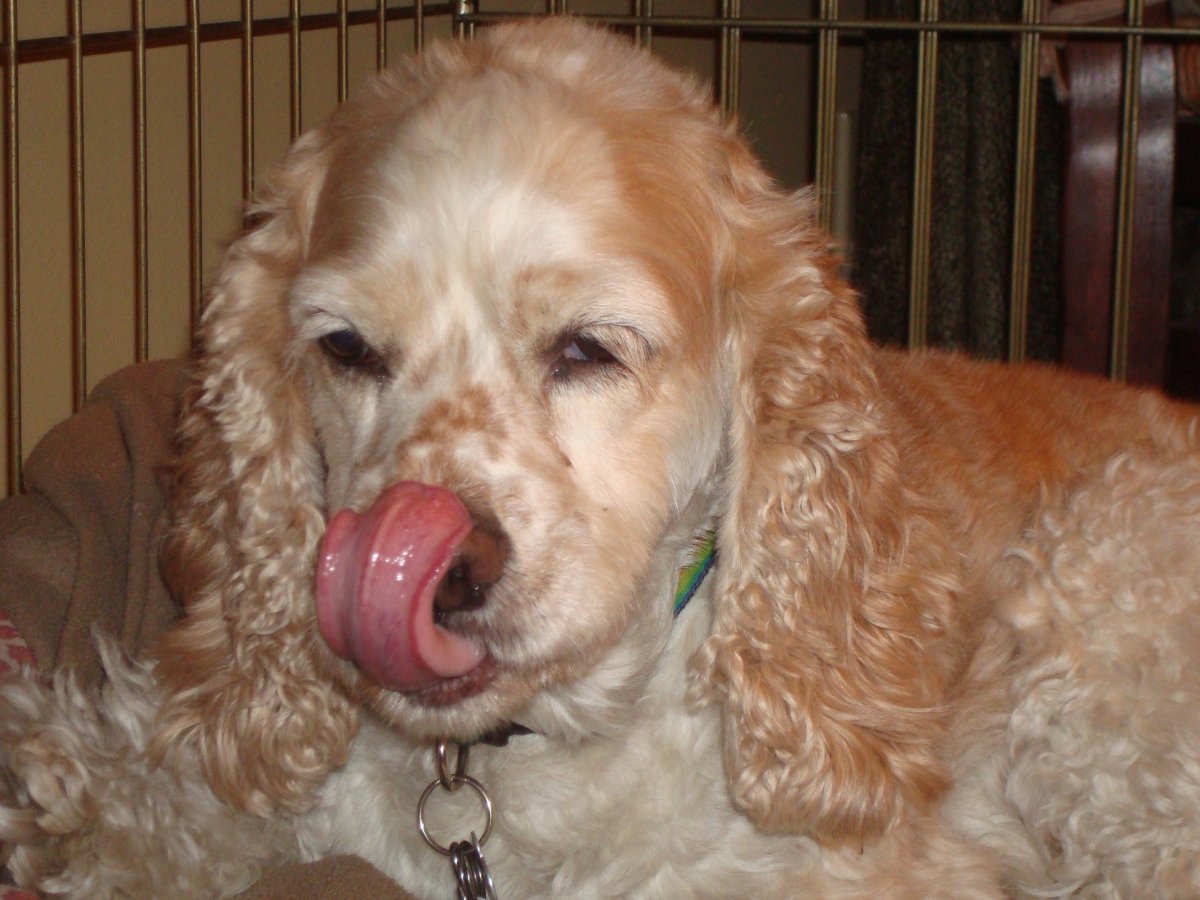 Обвисшая грудь уши спаниеля