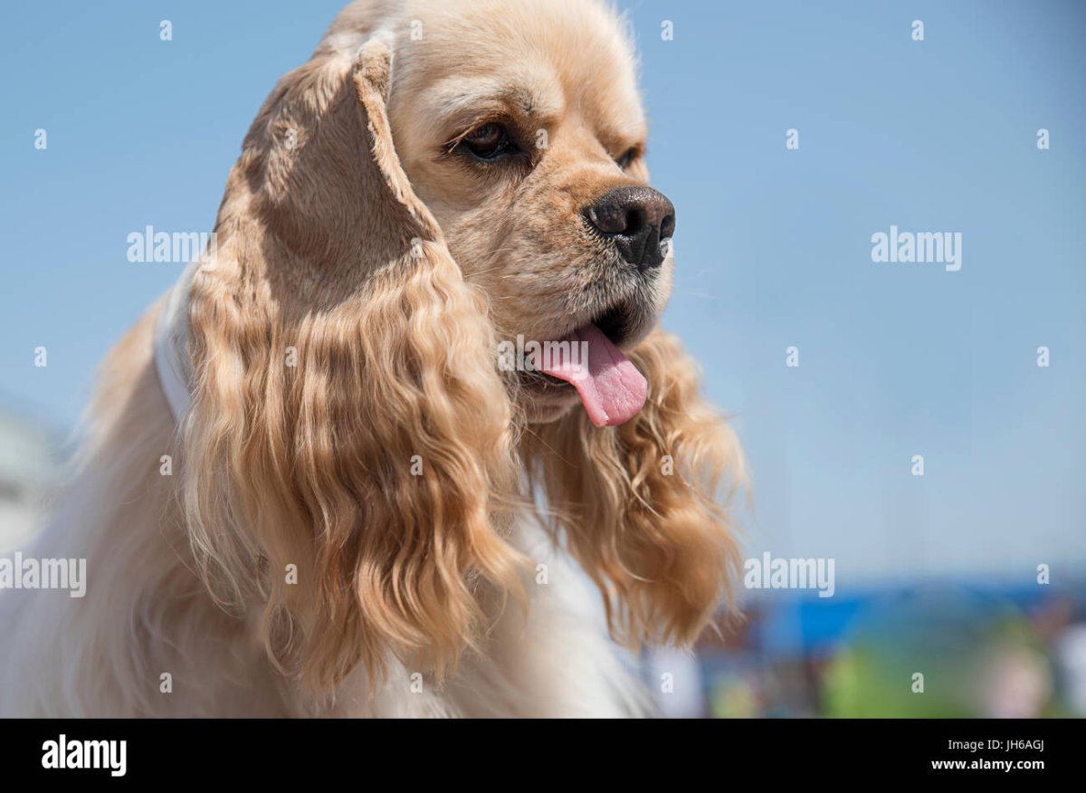 Бритни Спирс фото 2015