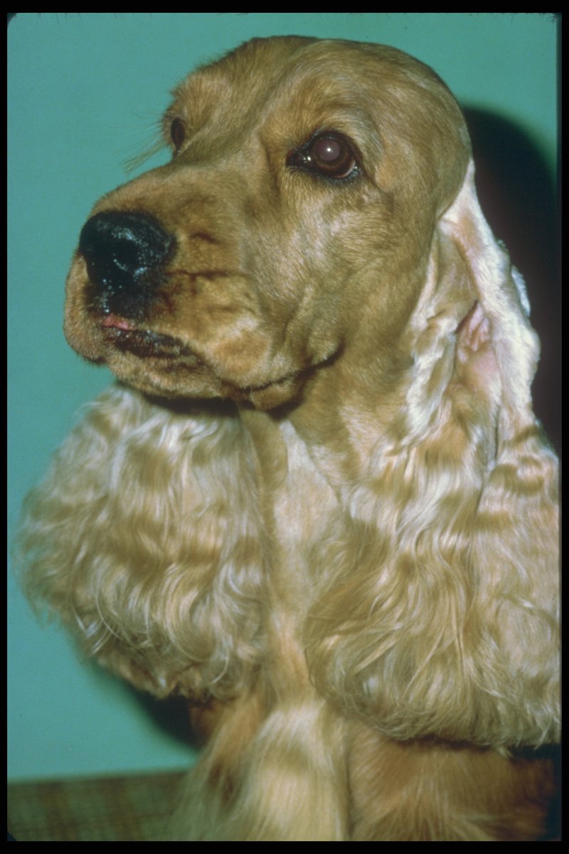 Спаниель с поднятыми ушами