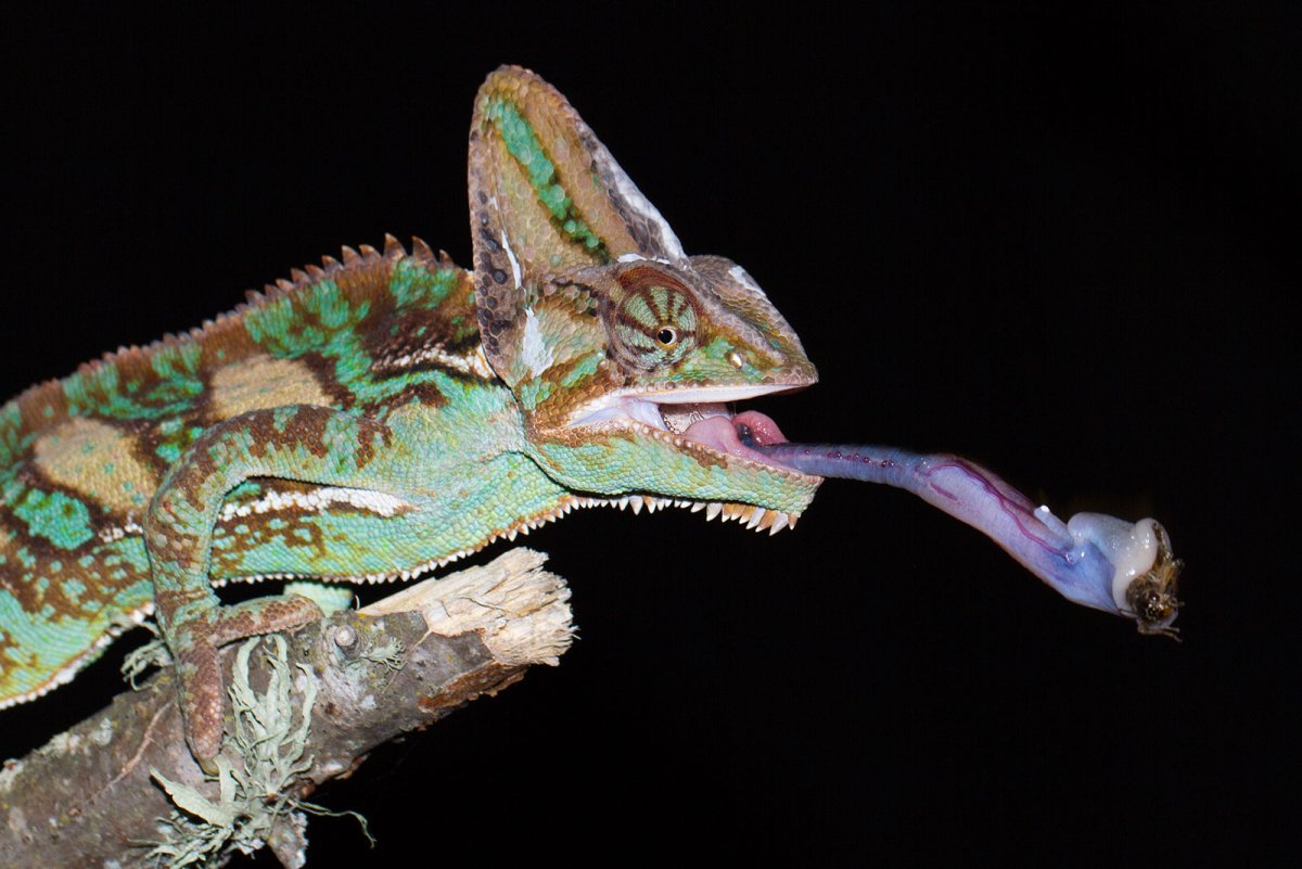 Язык хамелеона вблизи