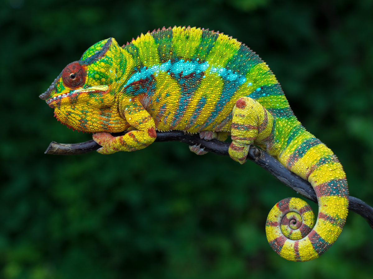 Хамелеон охотится