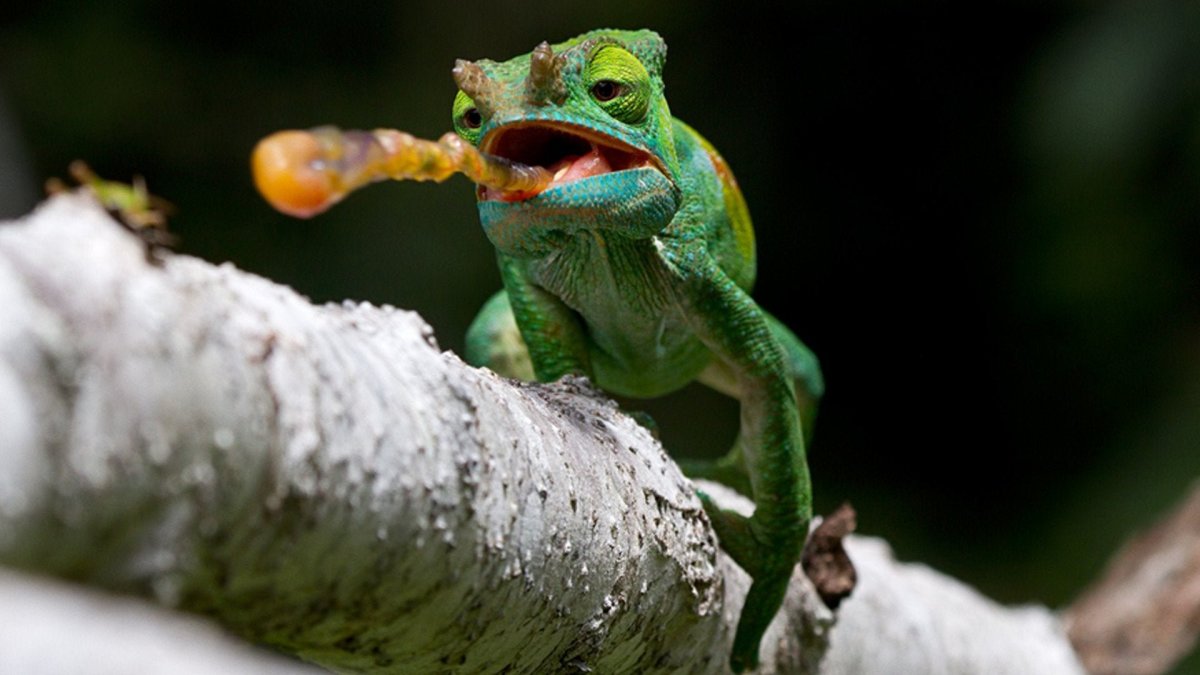 Хамелеон охотится