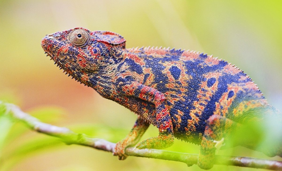 Хамелеон ползет