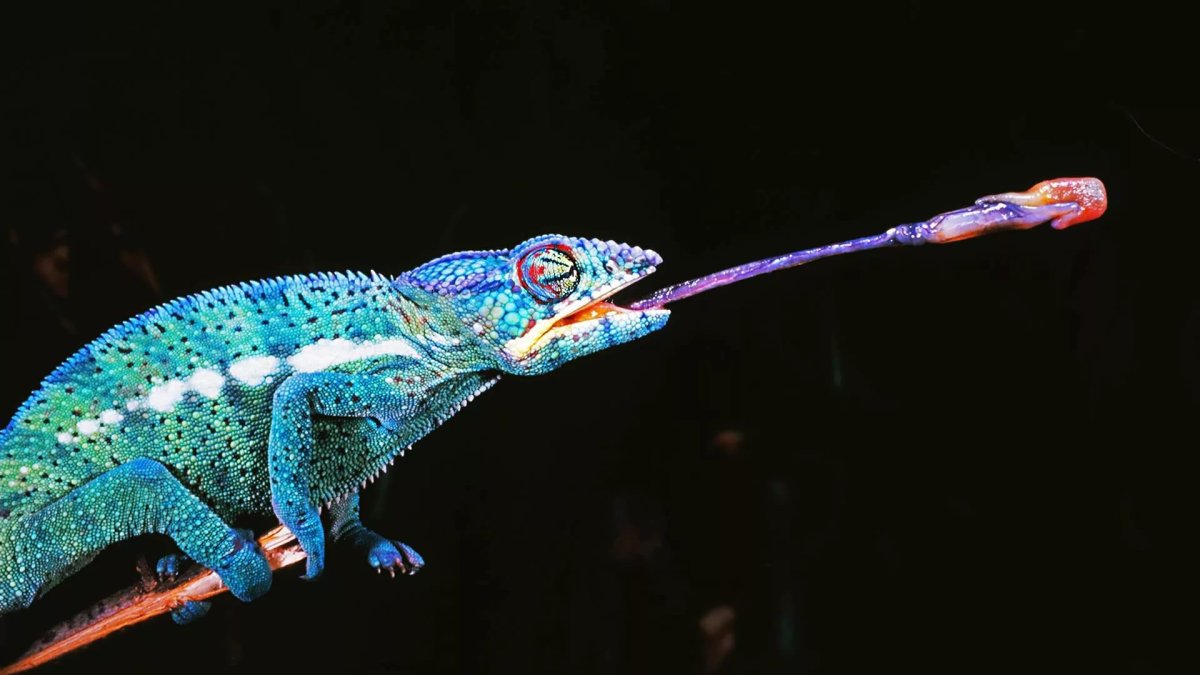 Хамелеон пантеровый питание