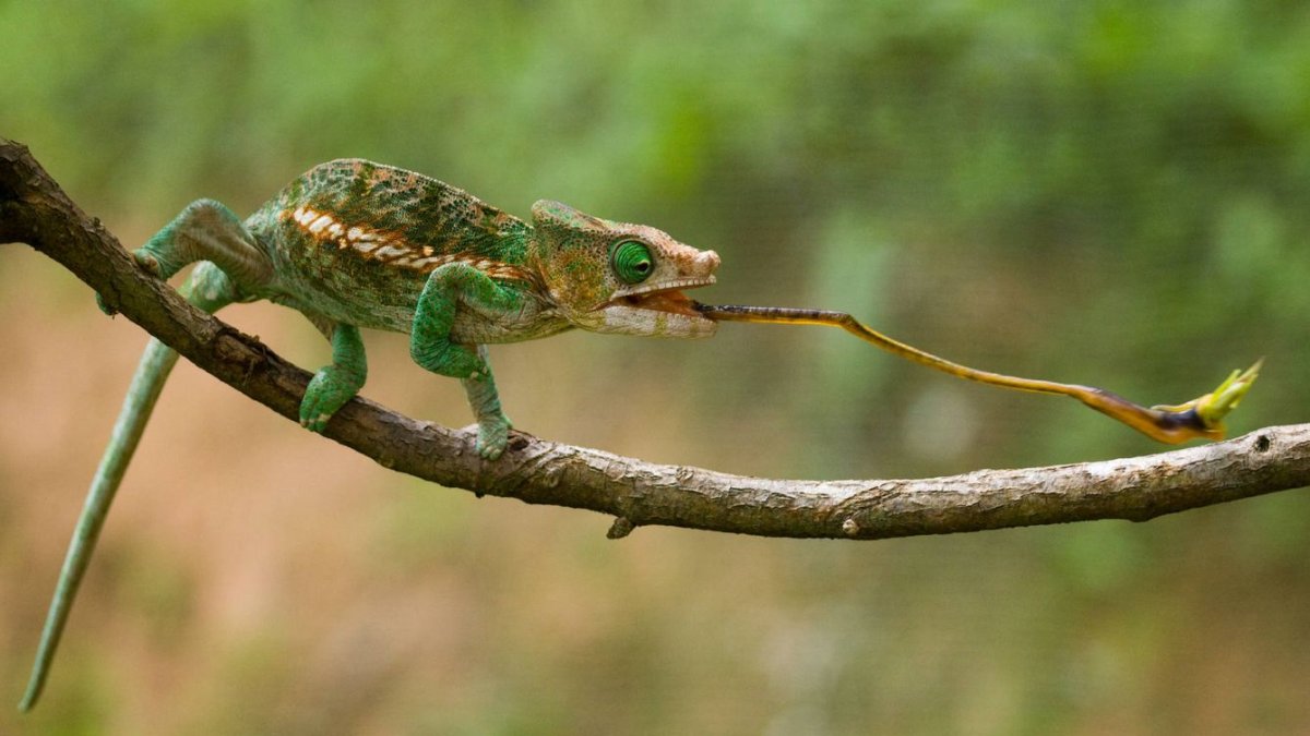 Хамелеон на дереве охотиться