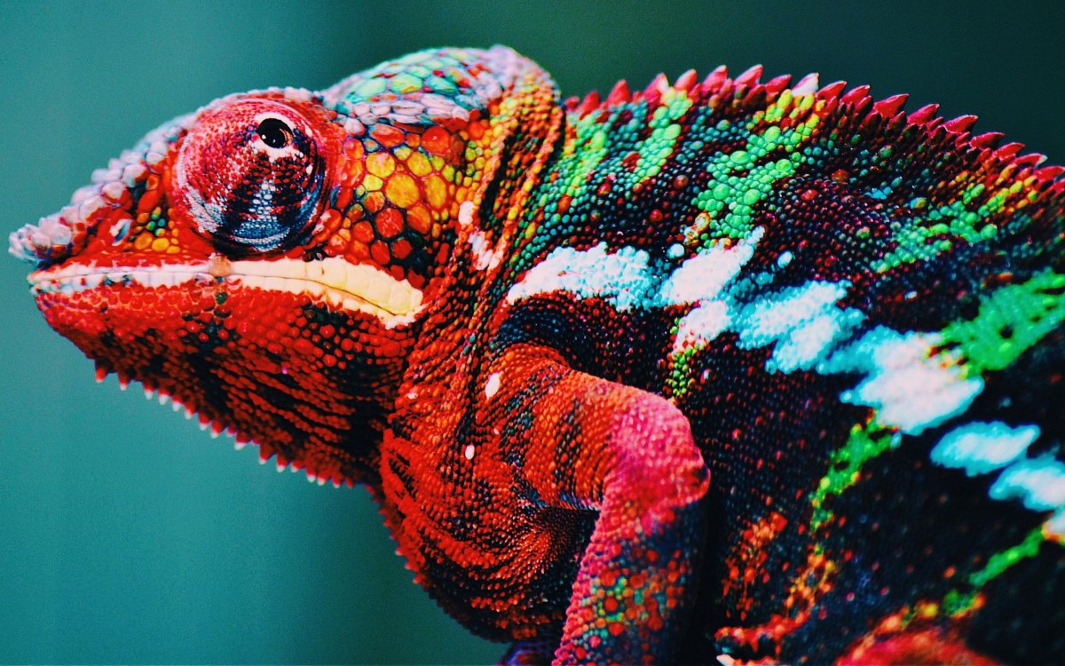 Ящерица хамелеон