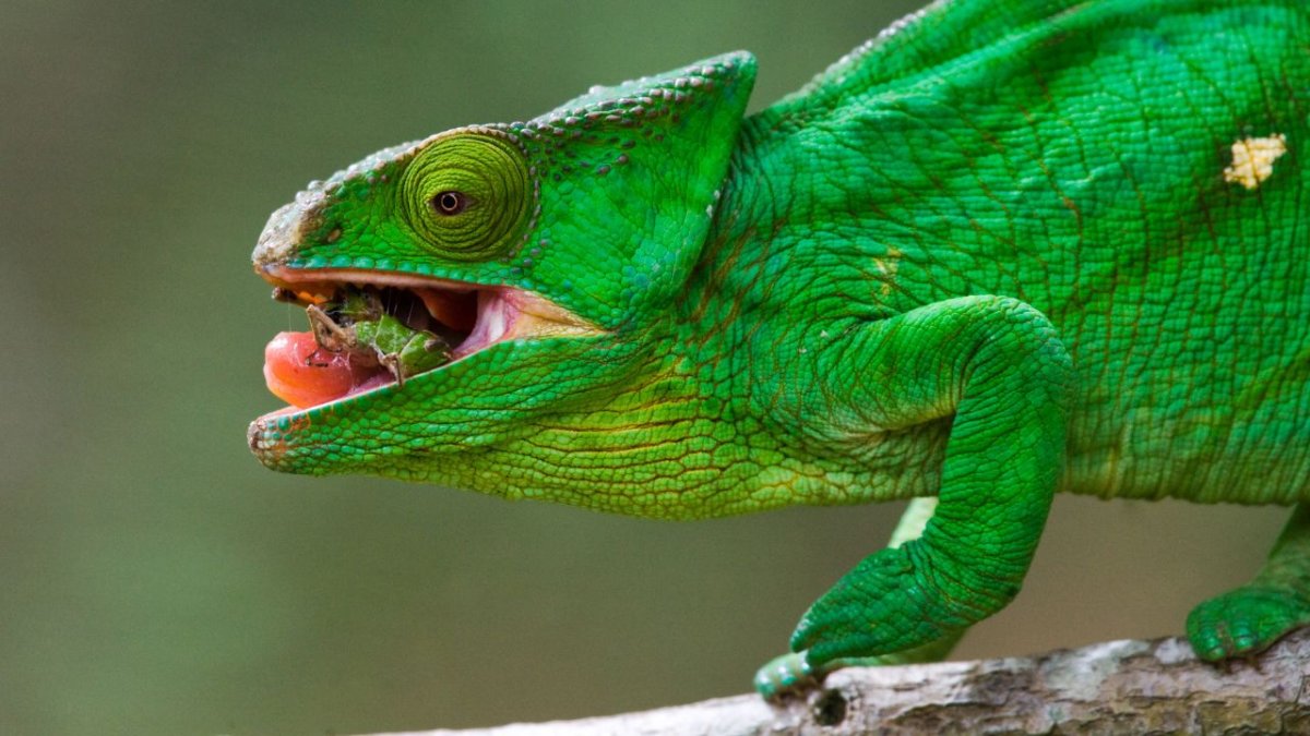 Йеменский хамелеон самец