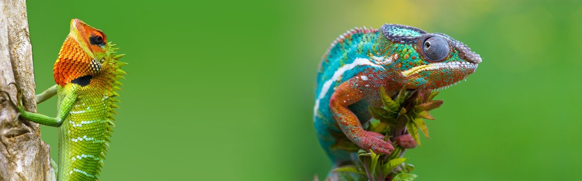 Лапы хамелеона