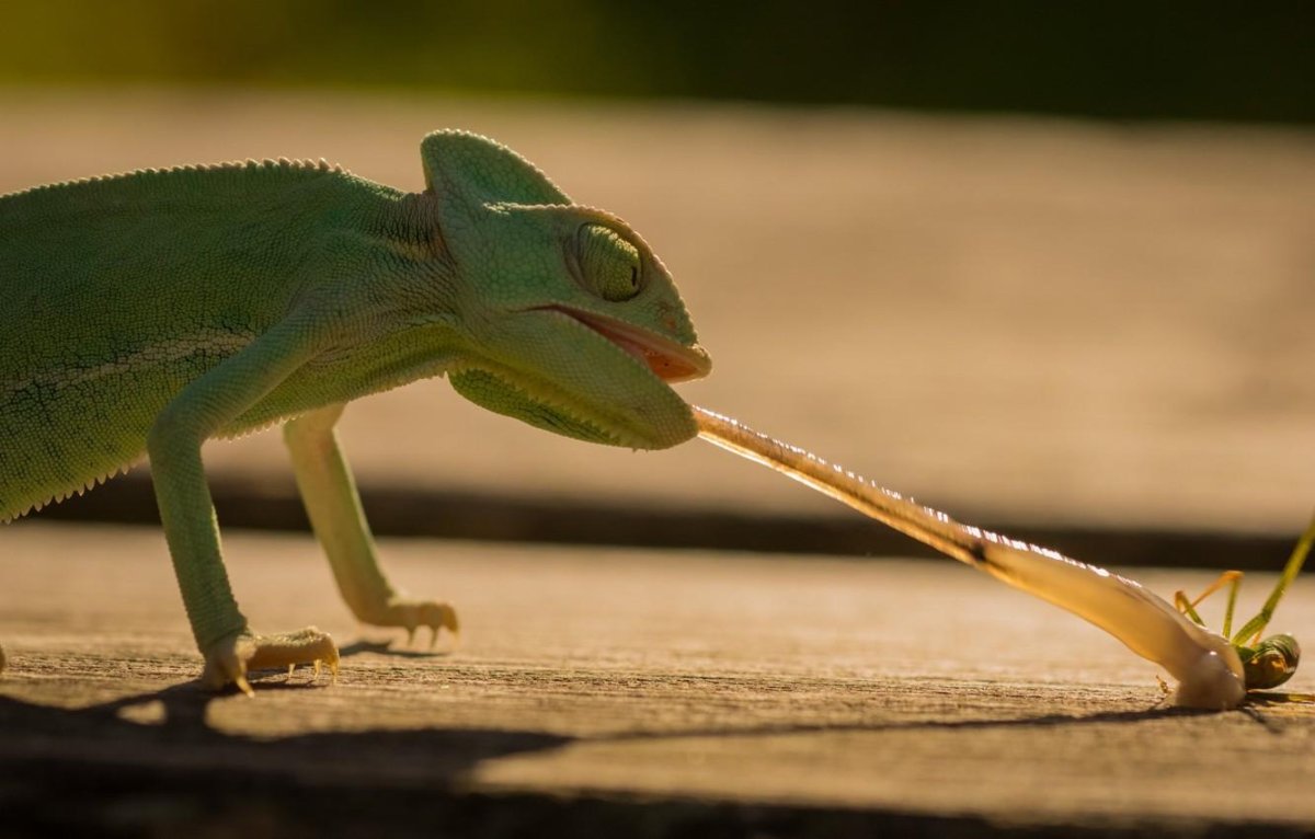 Ящерица с длинным языком