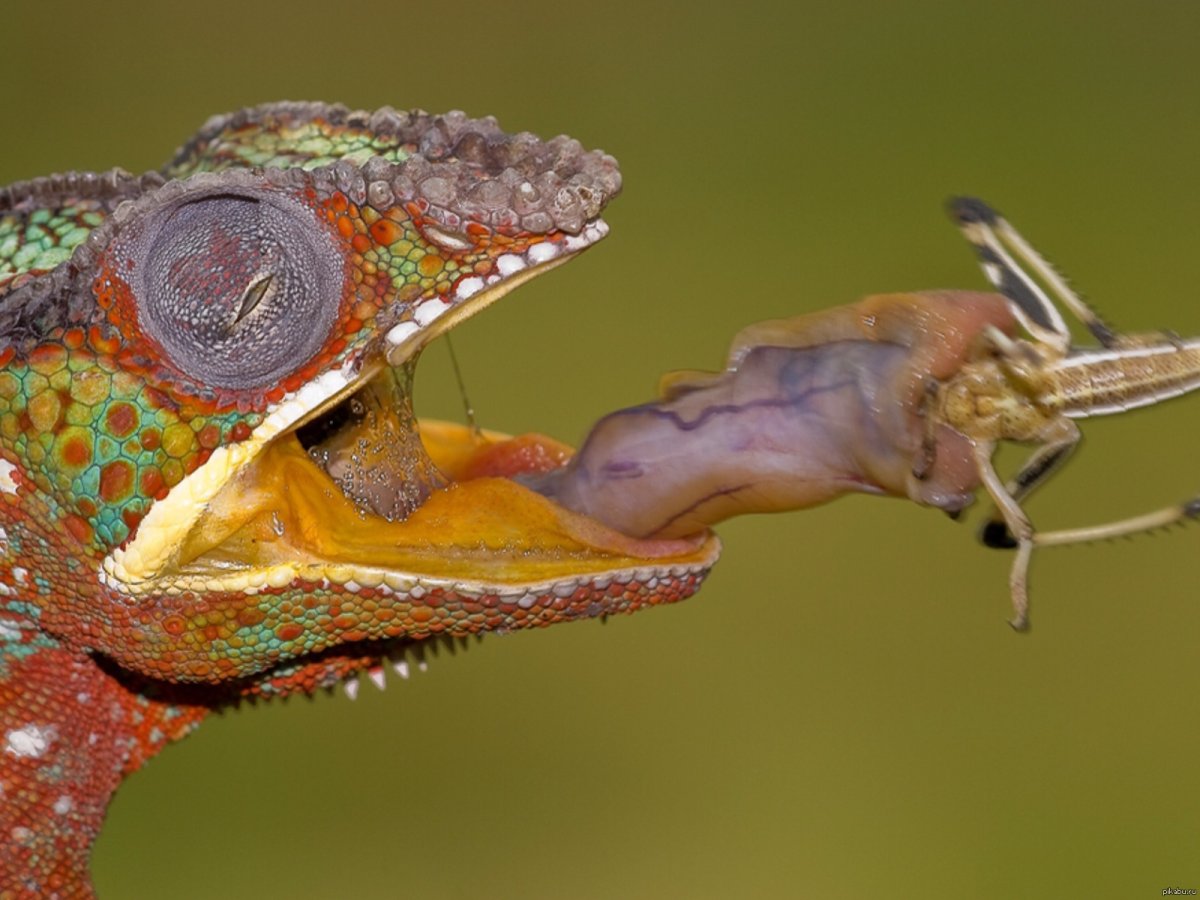 Язык хамелеона