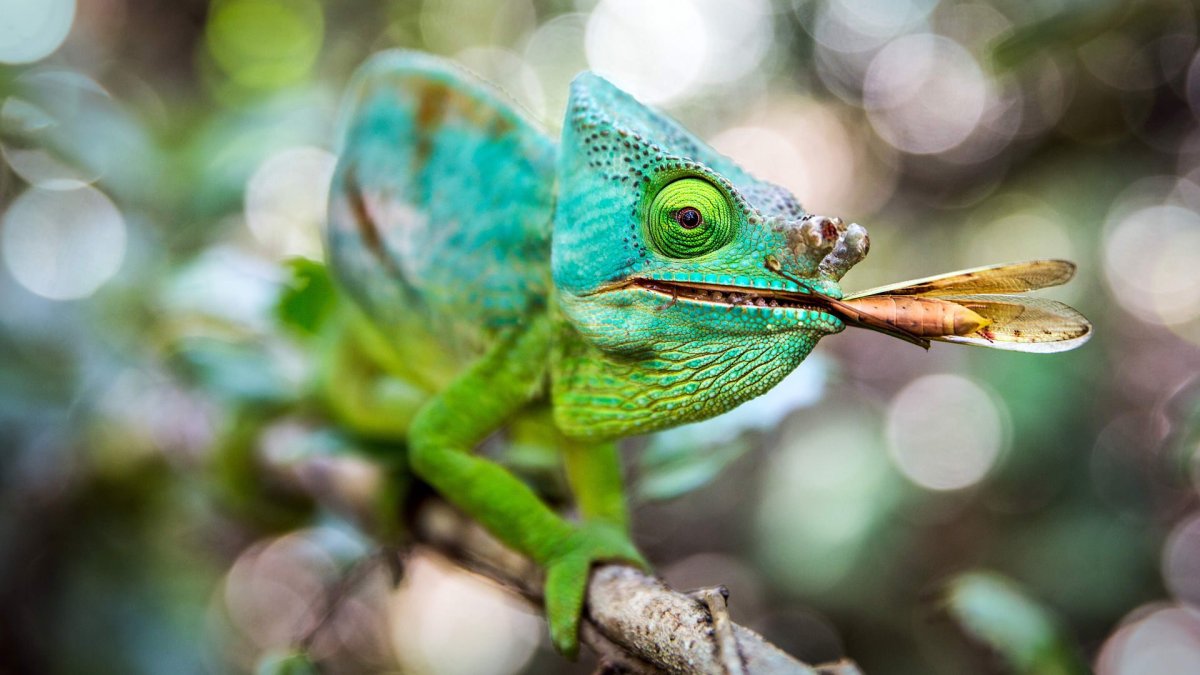 Хамелеон атакует
