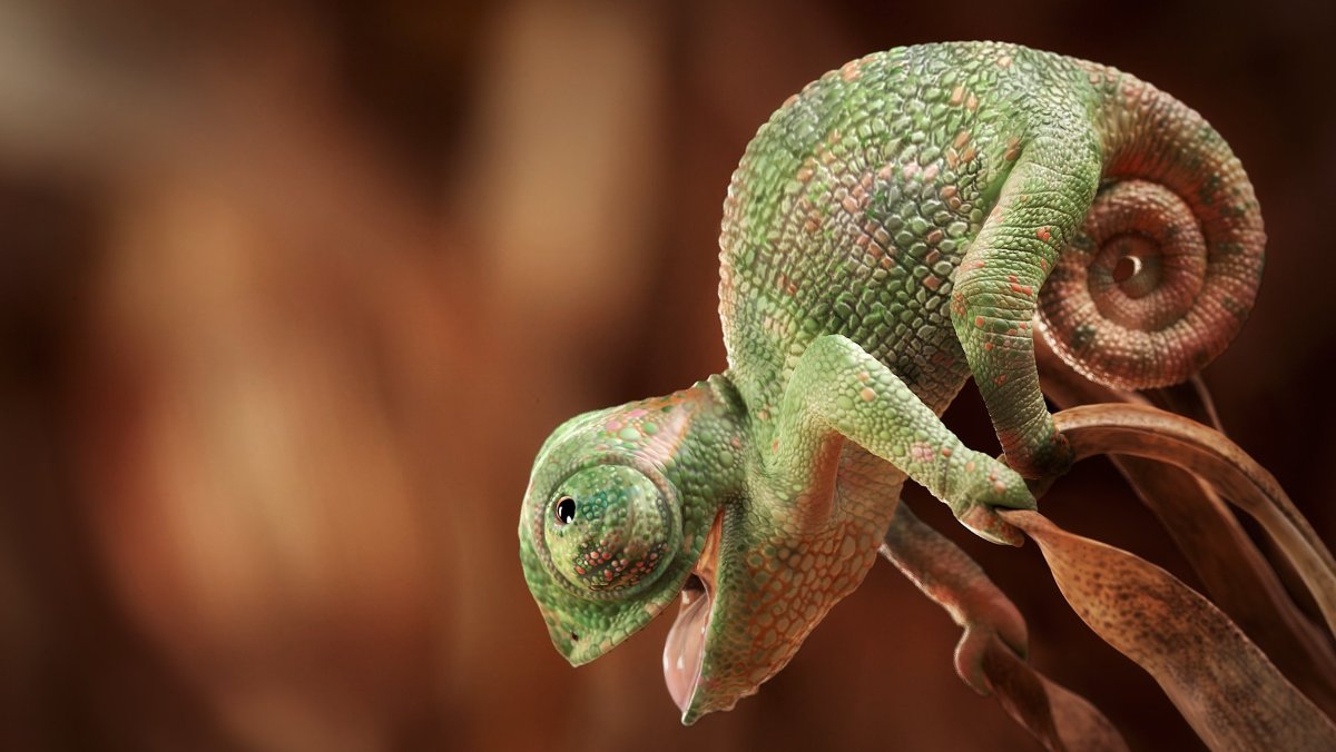 Хамелеон Венера