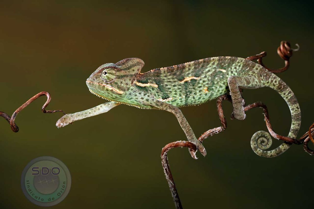 Хамелеон Венера