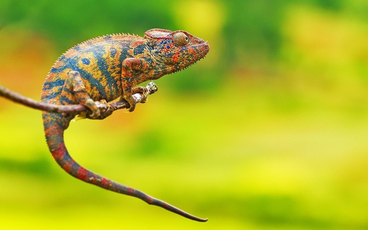 Аравийский хамелеон