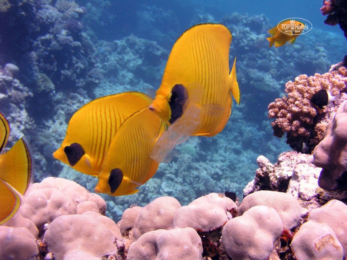 Красное море рыбы Золотая