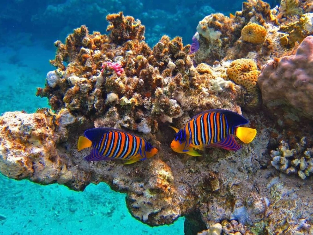 Рас Мохаммед риф