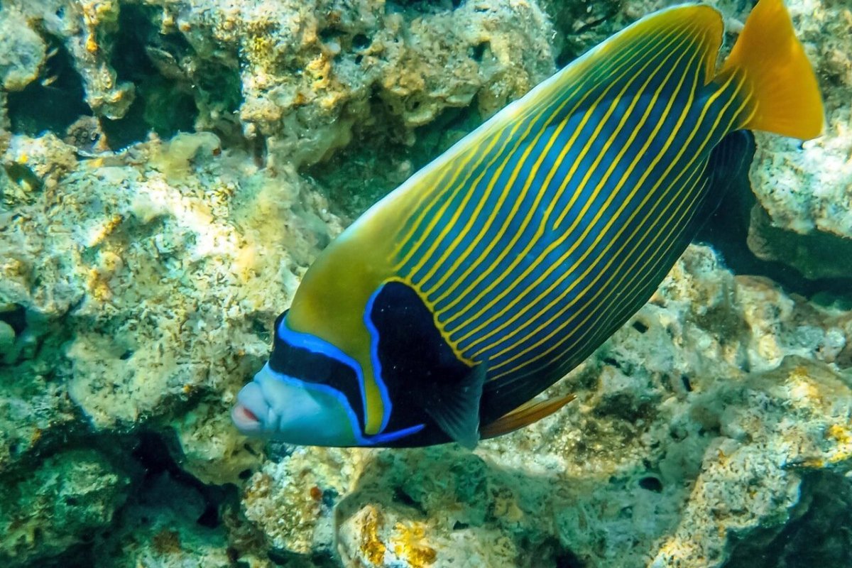 Рыбки в Шарм Эль Шейхе