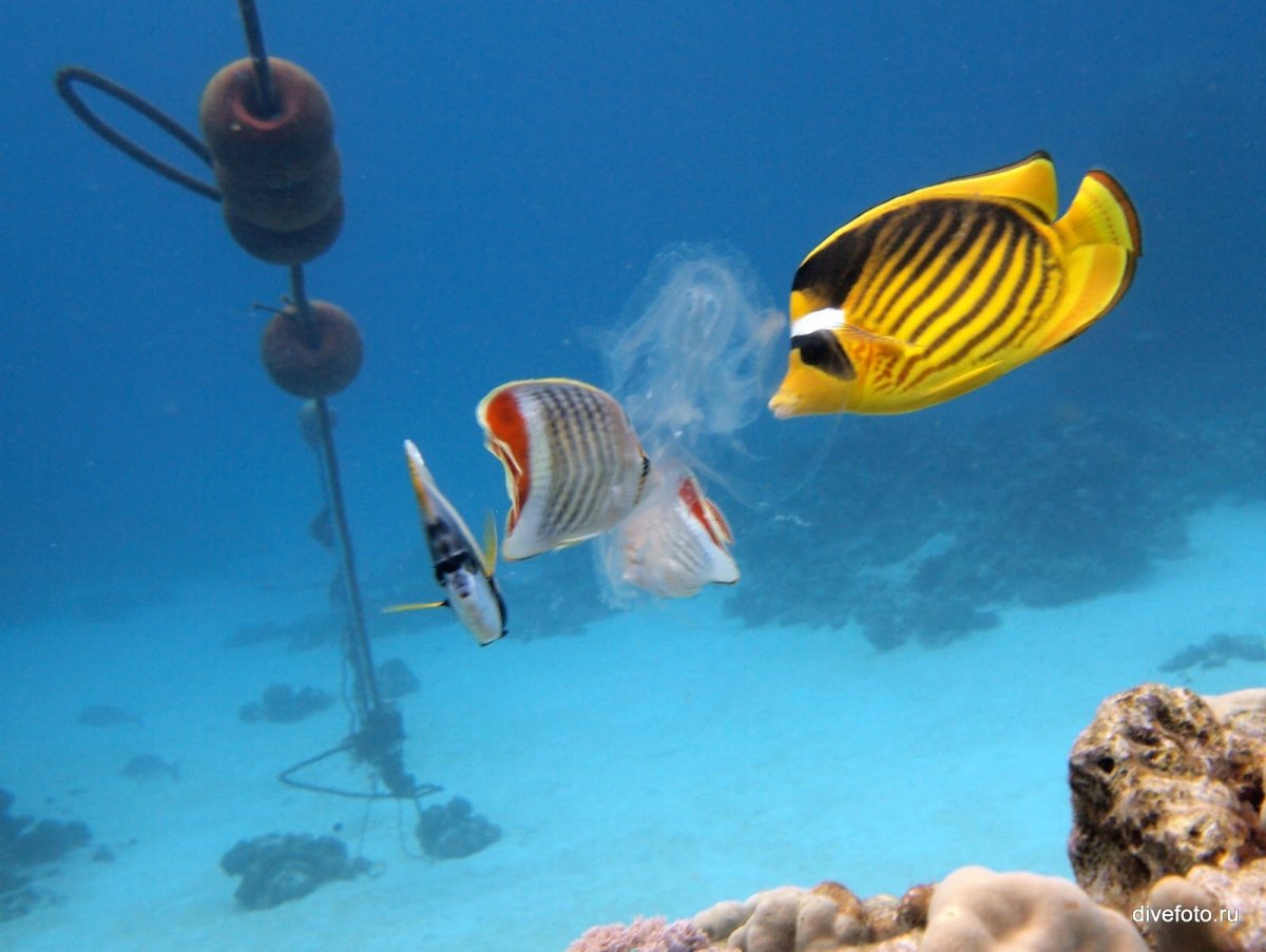 Рыбки в Шарм Эль Шейхе