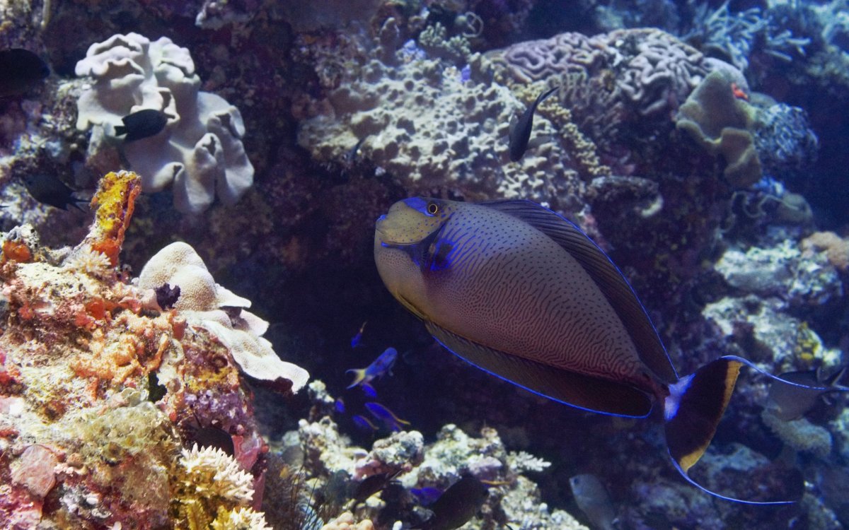 Рыба-бабочка Эйлат