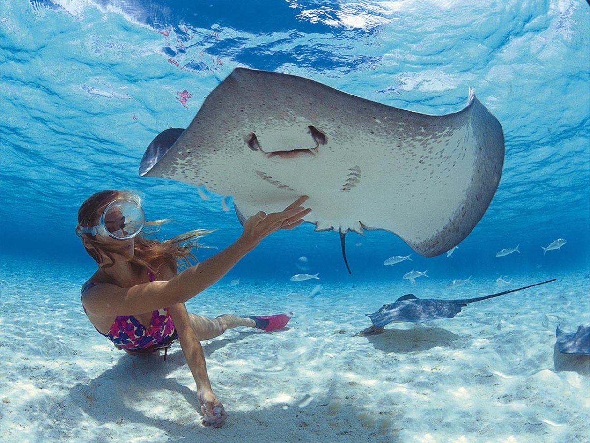 Рыбы Адриатического моря