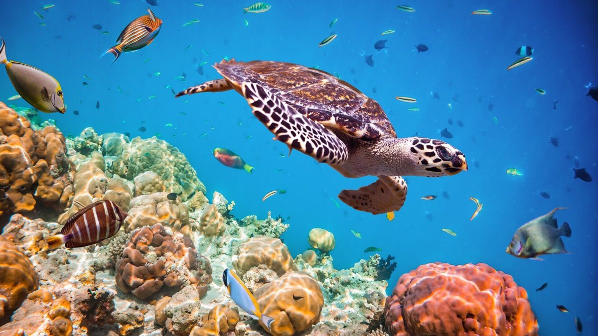 Таблица обитатели красного моря