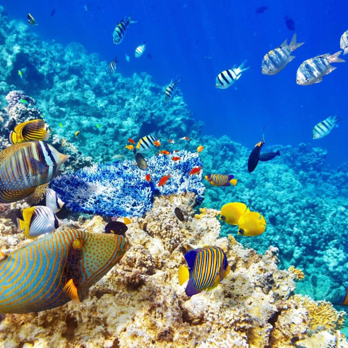 Подводный риф Шарм-Эль-Шейх