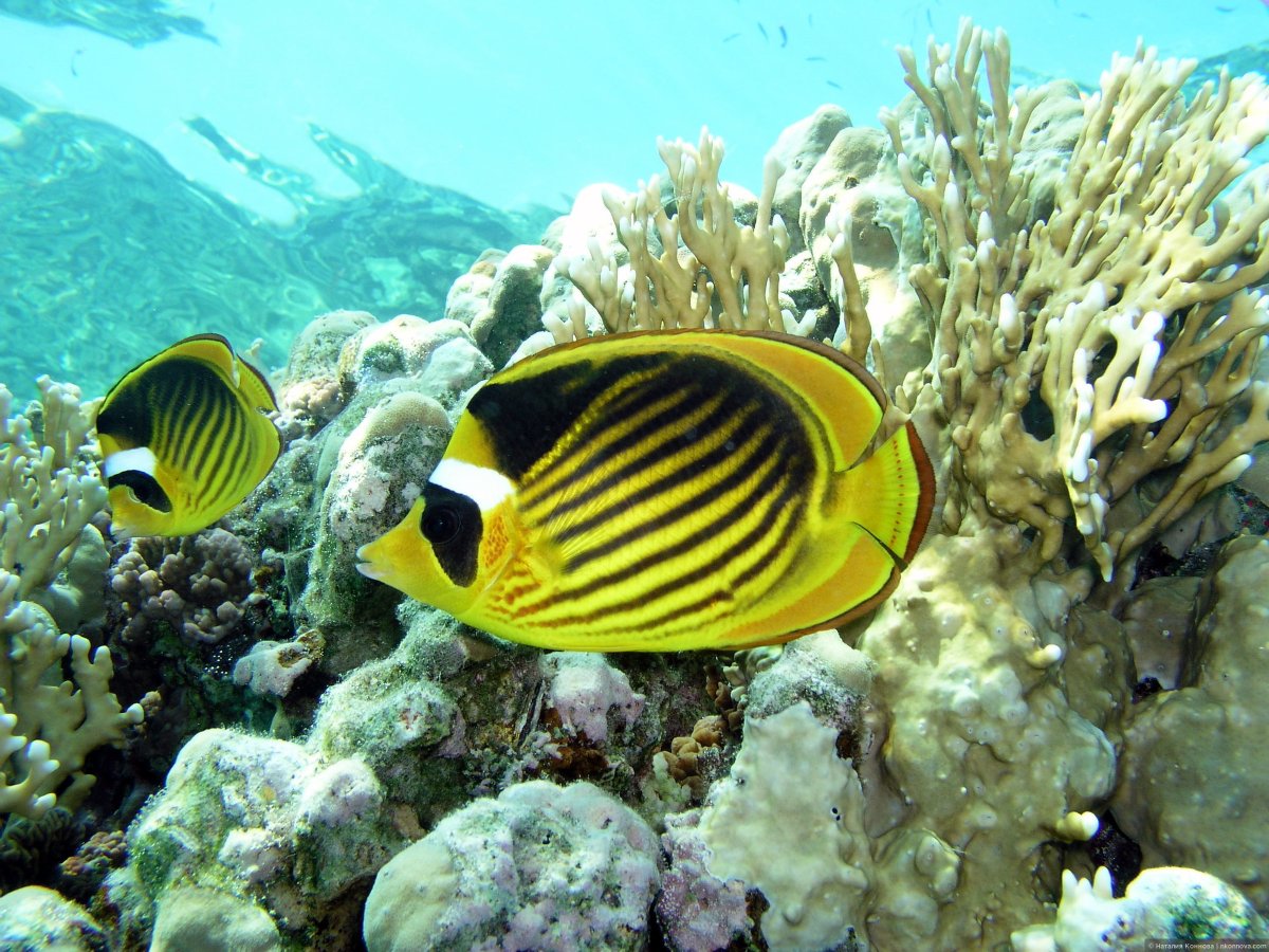 Шарм-Эль-Шейх риф рыбы