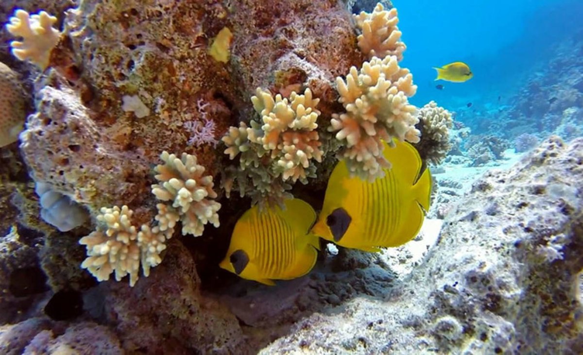 Рыба ангел Кифэра