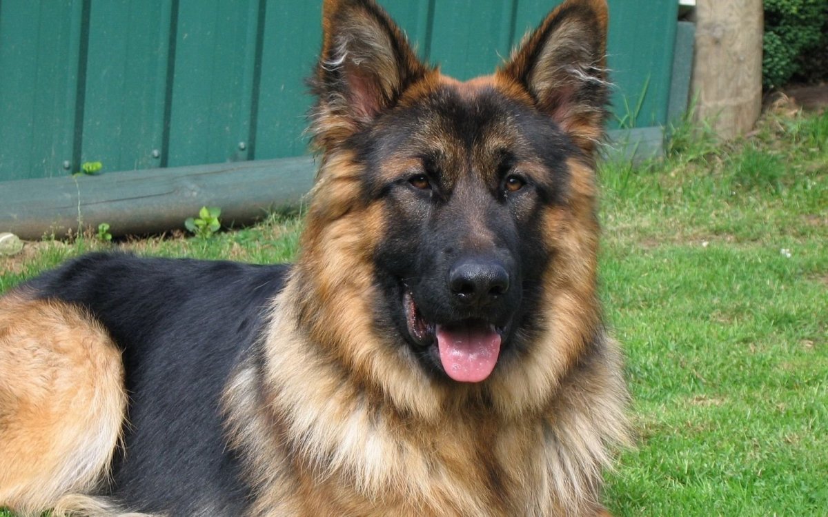 Южнорусская овчарка белая