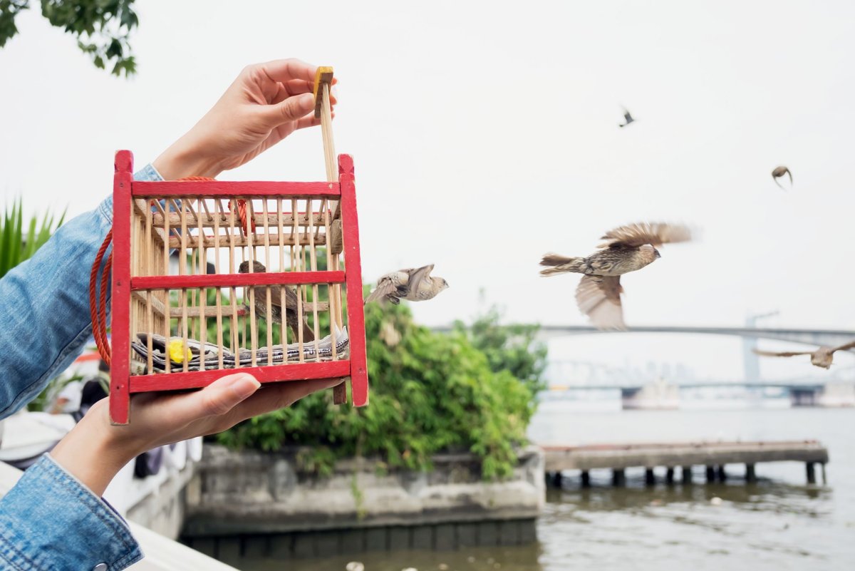 Клетка для птиц иконка