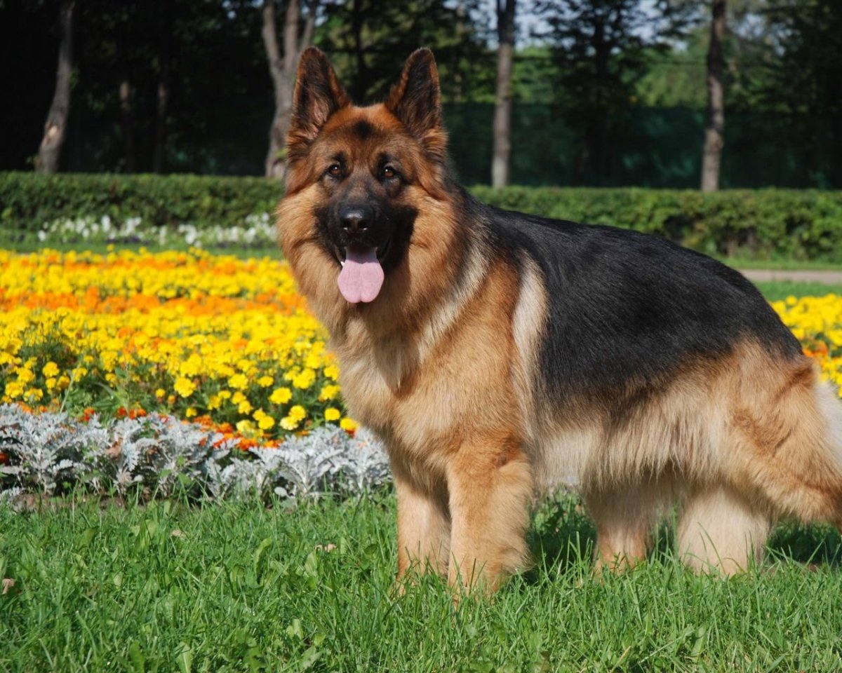 Южнорусская овчарка