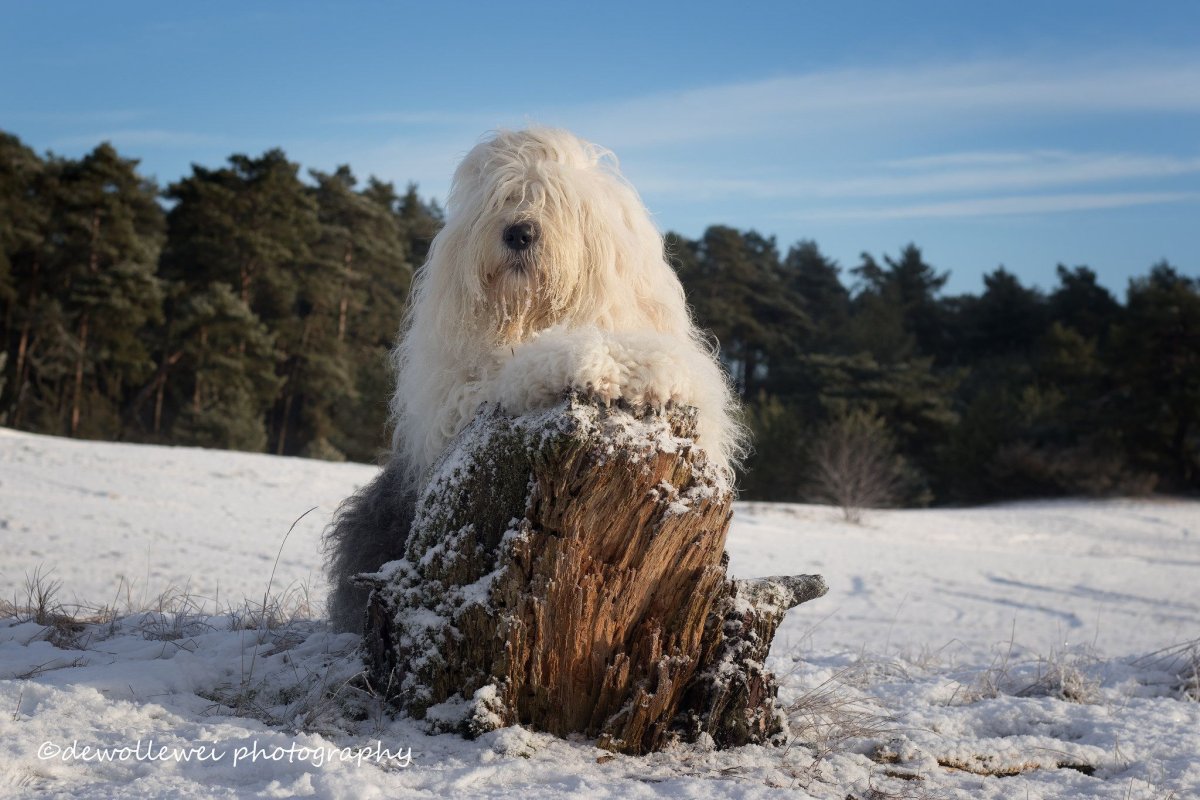 Южнорусская овчарка