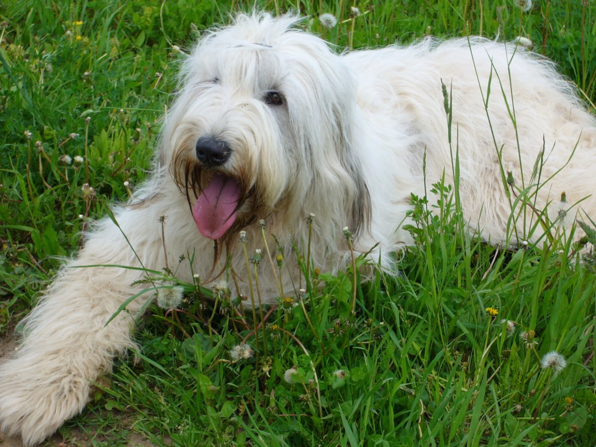 Австрийская немецкая овчарка