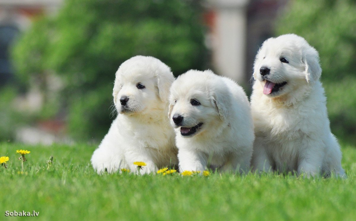 Немецкая сторожевая овчарка