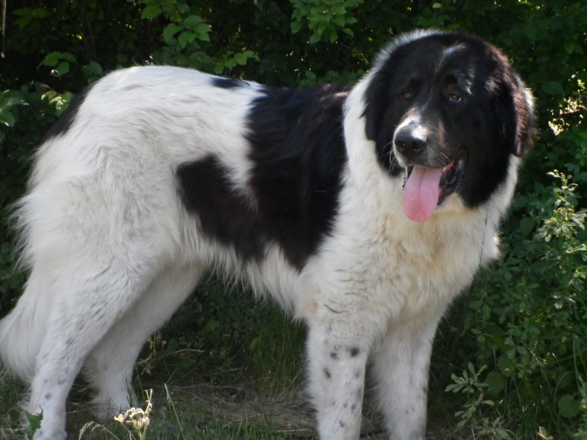 Леонбергер и австралийские овчарки