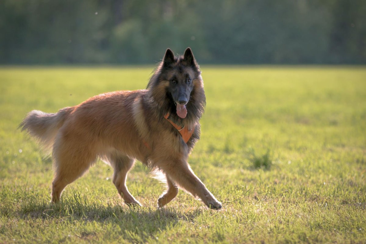 Немецкая овчарка зонарного окраса и чепрачного