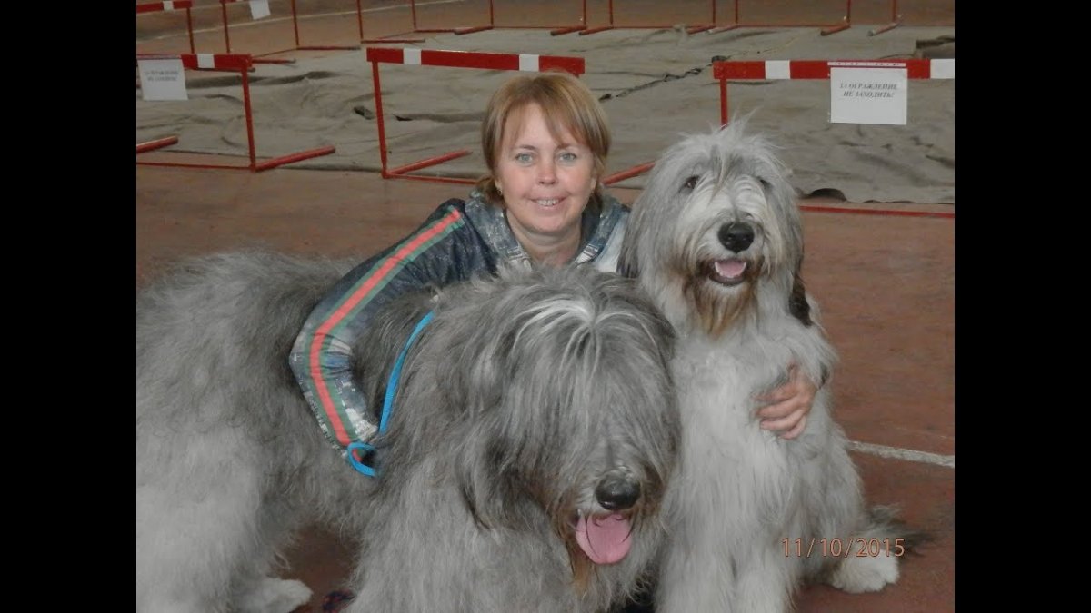 Восточно-европейская овчарка лохмач