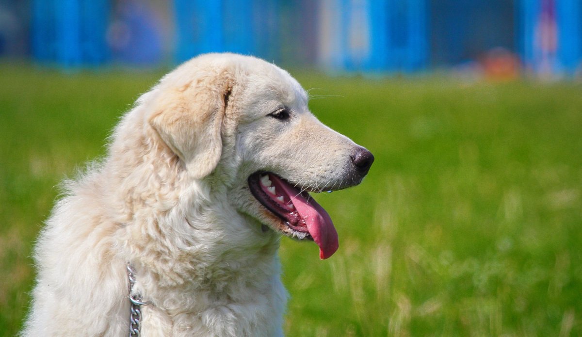 Мареммо-абруццкая овчарка