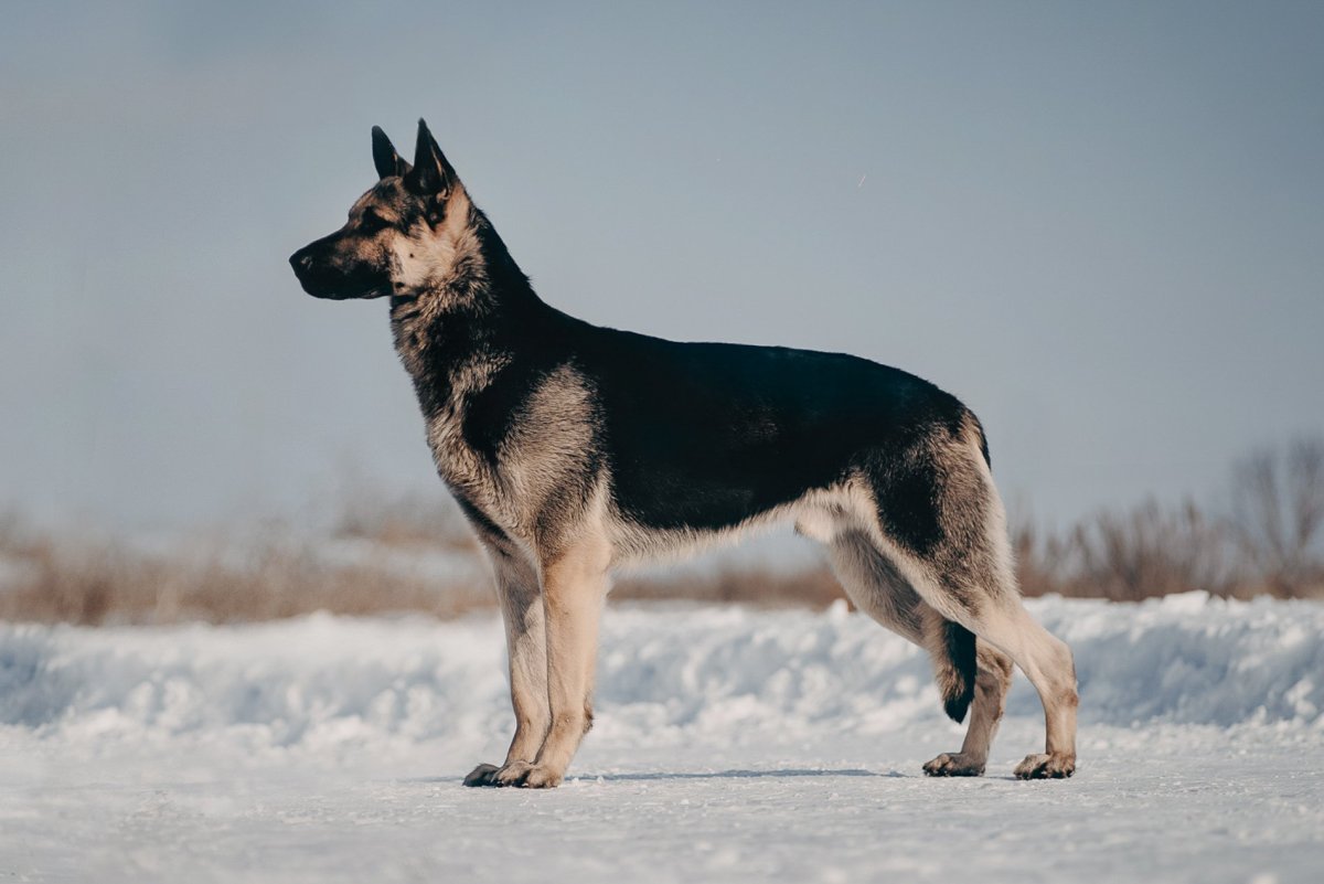 Восточноевропейские овчарки России