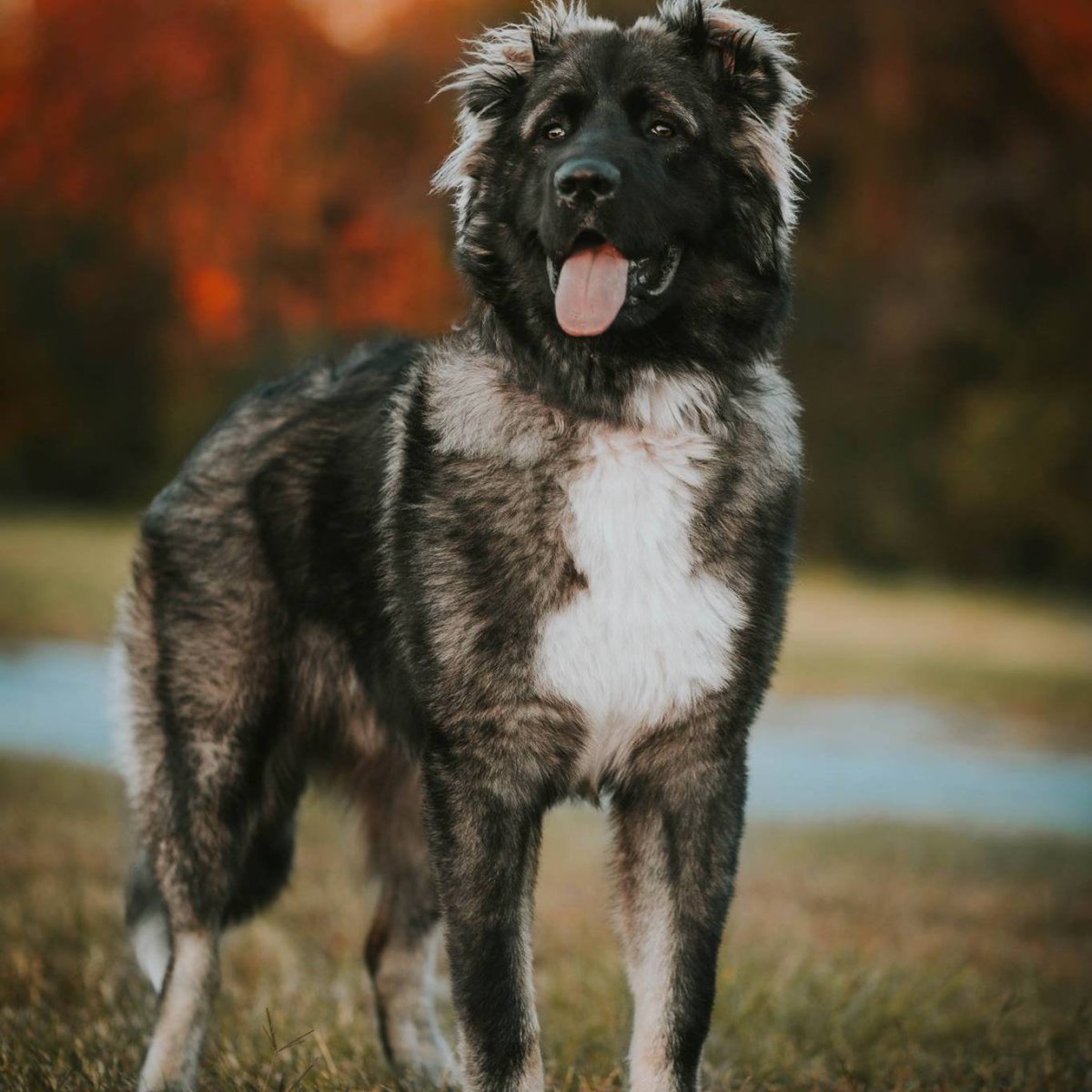 Немецкая овчарка 2005