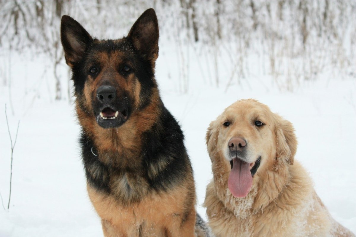 Восточно-европейская овчарка