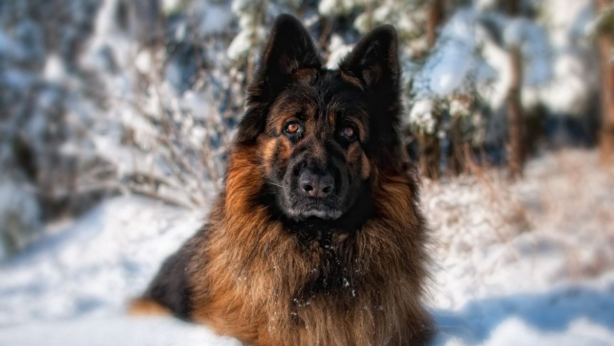 Шилонская овчарка