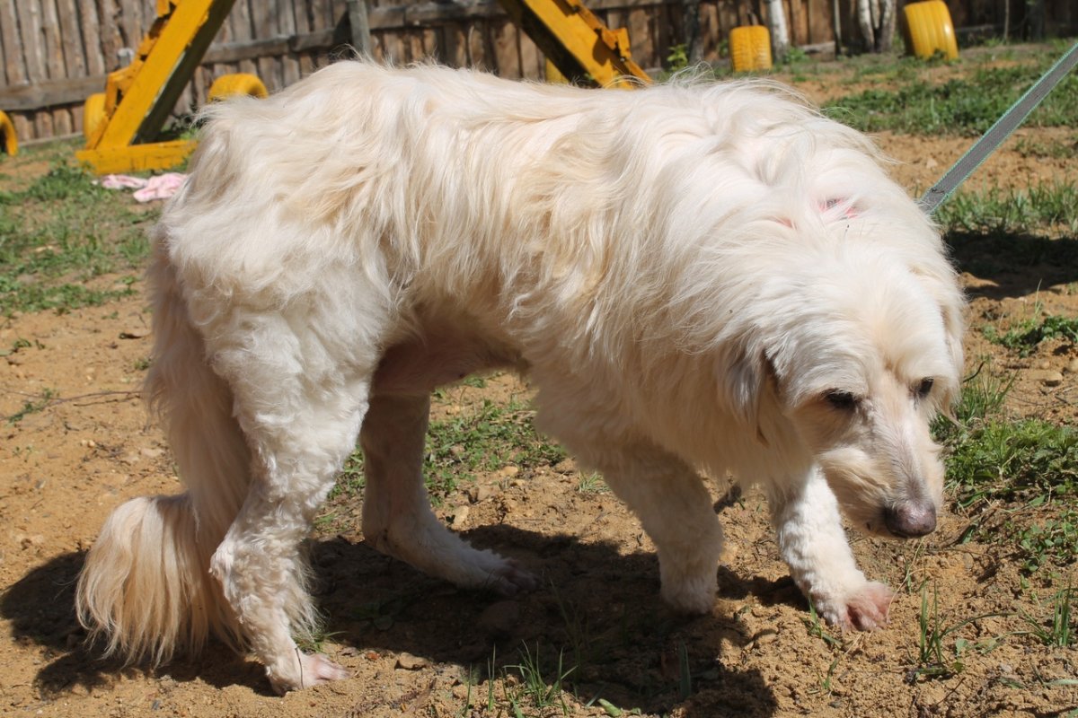 Южнорусская овчарка кудрявая
