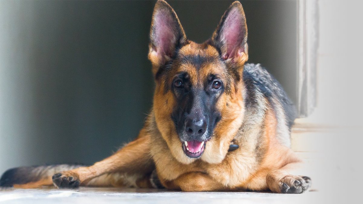 Южнорусская овчарка арт