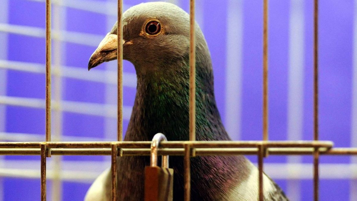 Силуэт птицы