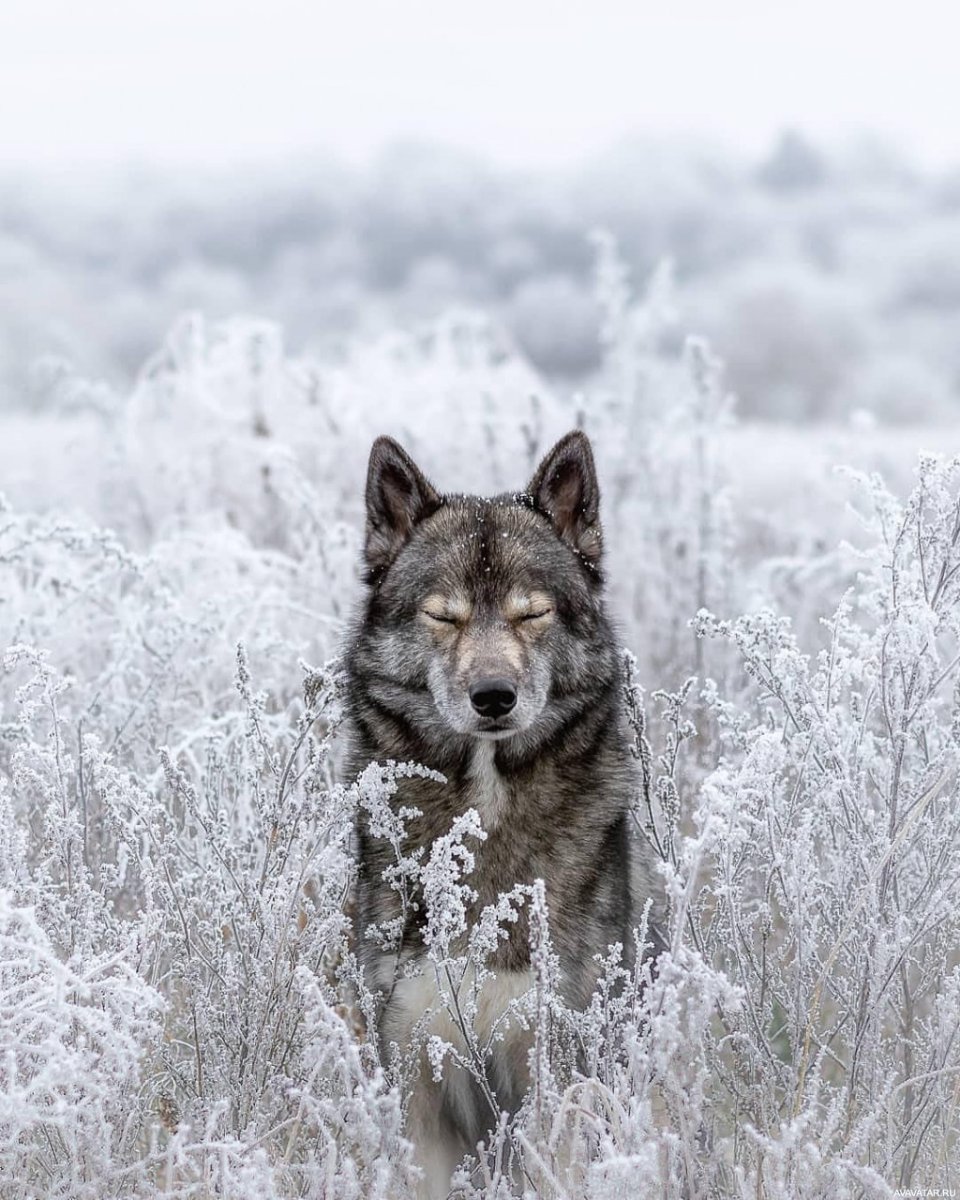 Волк одиночка