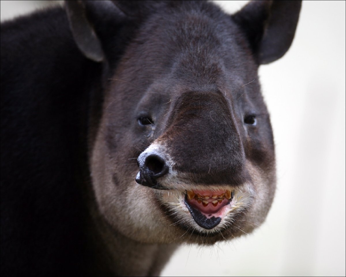 Тапир улыбается